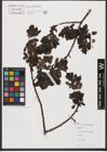 Foto von Salix L.
